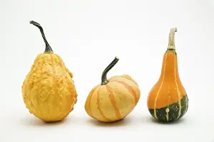 Food Still Life Photography Prints: Pumpkins (Cucurbita)