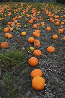 Pumpkin Field Prints: Pumpkins in a field