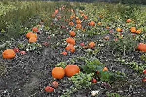 Deserted Farmland Prints: Pumpkins in a field