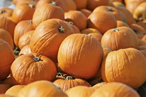 Festive Autumn Atmosphere Prints: Pumpkins, pumpkin patch