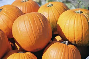 Pumpkin Patch Prints: Pumpkins, pumpkin patch