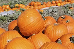 Autumn Mood Landscape Prints: Pumpkins, pumpkin patch