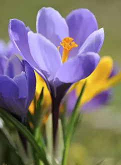 Daytime Flowering Plant Prints: Purple Crocus (Crocus)