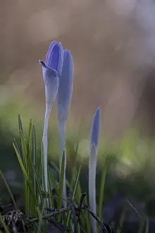 Southern Germany Nature Scene Prints: Purple spring crocus (Crocus vernus)
