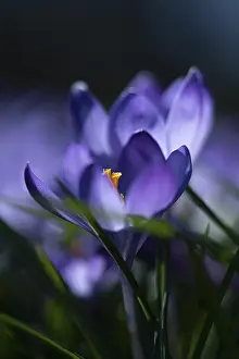Southern Germany Nature Scene Prints: Purple spring crocus (Crocus vernus)