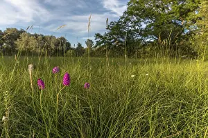 Wild Orchid Alsace Prints: Pyramidal orchid in a meadow in spring