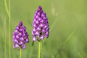 Pyramidal Orchid Prints: Pyramidal orchid in a meadow in spring