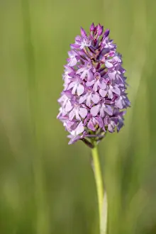 Wild Orchid Alsace Prints: Pyramidal orchid in a meadow in spring