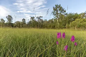 Spring Meadow Flowers Prints: Pyramidal orchid in a meadow in spring