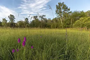 Springtime Wildflowers Europe Prints: Pyramidal orchid in a meadow in spring