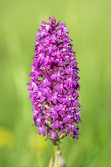 Deserted Meadow Flowers Prints: Pyramidal orchid in a meadow in spring