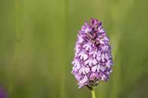 Spring Meadow Flowers Prints: Pyramidal orchid in a meadow in spring