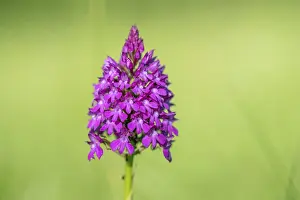 Wild Orchid Alsace Prints: Pyramidal orchid in a meadow in spring