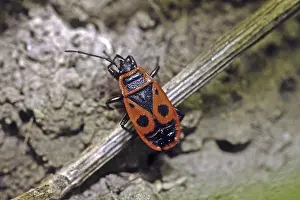 Red True Bug Prints: Pyrrhocoris apterus, fire bug