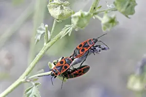 Red True Bug Prints: Pyrrhocoris apterus, fire bug
