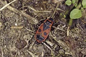 Red True Bug Prints: Pyrrhocoris apterus, fire bug