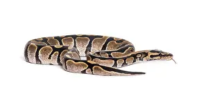 Royal Python Prints: Python regius, against white background