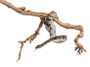Royal Python Prints: Python regius, against white background