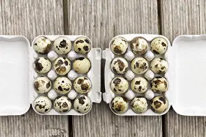 Nutrition In Quail Eggs Prints: Quail eggs, two dozen in a box