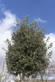 Fagaceae Family Tree Prints: (Quercus ilex)