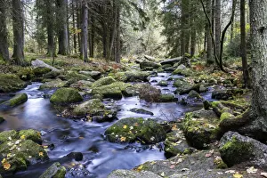Prints of A quiet stream flows through a wooded area, lined with moss-covered stones, Hollfall Arbesbach Waldviertel Lower Austria Austria A quiet stream flows through a wooded area River Prints: A Quiet Stream Print: Waldviertel, Lower Austria