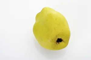 Studio Shot Fruit Photography Prints: Quince