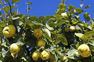 Fruit Tree Close Up Prints: Quince tree