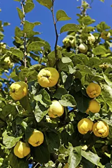 Quince Tree Prints: Quince tree
