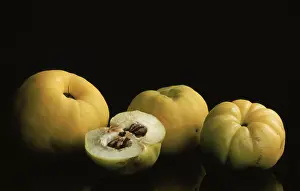 Quince Varieties Prints: Quinces