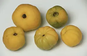 Fresh Quinces Prints: Quinces