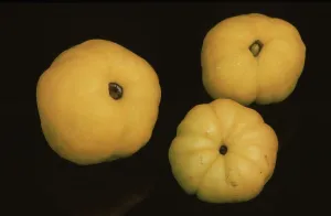 Fruit Nutrition Facts Prints: Quinces