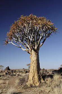 Succulent Plant Photography Prints: A quiver tree in the desert in Namibia