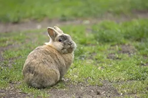 Easter Bunny Prints: Rabbit (cuniculus), grass, Easter bunny