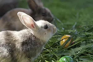 Colourful Easter Eggs Prints: Rabbit (cuniculus), portrait, Easter