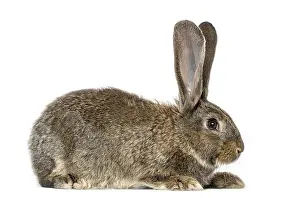 White Background Clipping Path Prints: Rabbit, isolated on white