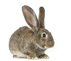 Lagomorpha Mammal Prints: Rabbit, isolated on white