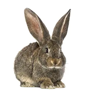 Lagomorpha Animal Photo Prints: Rabbit, isolated on white