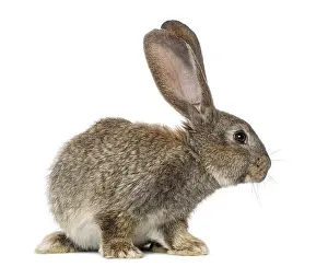 Isolated Against White Background Prints: Rabbit, isolated on white