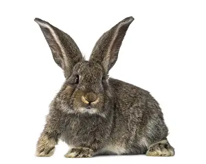 White Rabbit Prints: Rabbit, isolated on white
