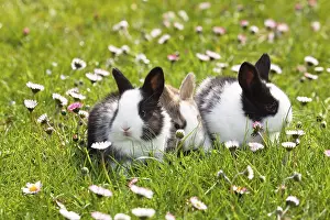 Common Daisy Flowers Prints: Rabbit (Oryctolagus cuniculus)