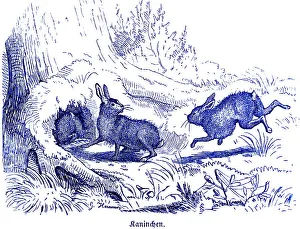Wild Animal Hunting Scene Prints: Three rabbits in front of the cave