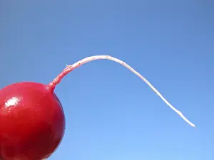 Coloured Food Images Prints: Radish