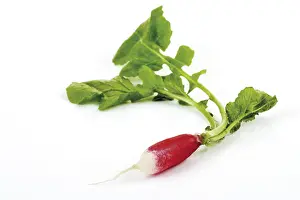 Studio Shot Vegetables Prints: Radish