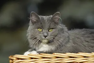 Ragdoll Cat Breed Prints: Ragdoll, blue mitted solid, cat