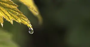 Ranunculaceae Plant Images Prints: Rain falling on Anemone's Leaf