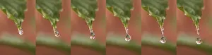 Deserted European Landscape Prints: Rain falling on Anemone's Leaf