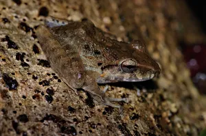 Holarctic True Frogs Images Prints: Rain frog