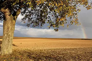 Deciduous Tree Landscape Prints: Rainbow