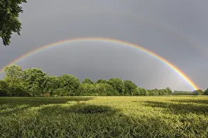 Rainbow Over Cornfield Prints: Rainbow over a cornfield, Vechta