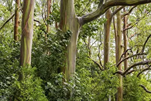 Deserted Eucalyptus Tree Prints: Rainbow eucalyptus deglupta (Eucalyptus Deglupta)